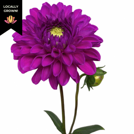 Dahlia Dark Purple local