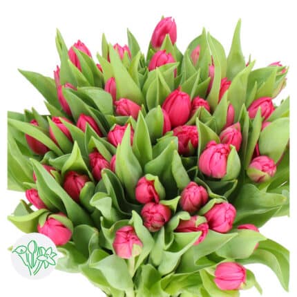 Tulip Hot Pink Dbl holl