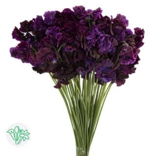 Sweet Peas Navy holl
