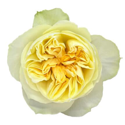 Rose Gdn Antonia 40cm la tosca