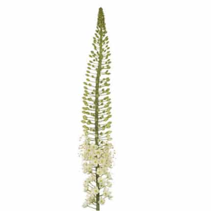 Eremurus Vanilla holl