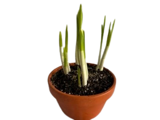 6" PAPERWHITES IN CLAY