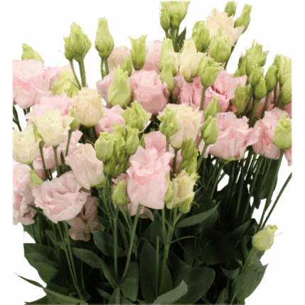 Lisianthus Dbl Chaconne Soft P