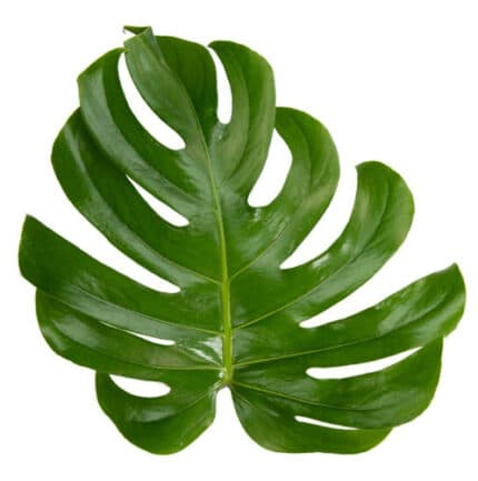 Monstera Leaf holl(STEM)