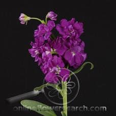 STOCK purple regional