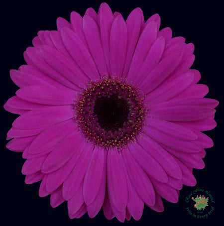 7892fcb5-2bef-4547-aeed-cedb20aee303.jpg Gerber pirahnna canada(fushia) - Image 1