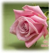 Rose PinkPiano rio