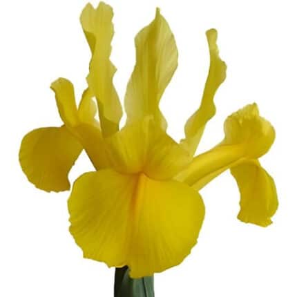 Iris Yellow GROOT