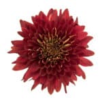 Mum Disbud Magna Red continent