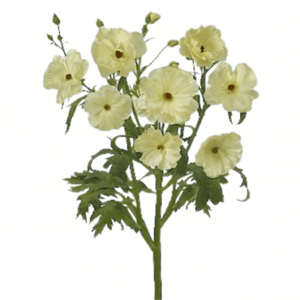 Ranunculus Butterfly Cream hol