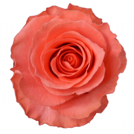 Rose Amsterdam 70cm holex