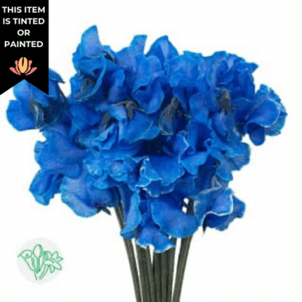 Sweet Pea Tinted Blue holex