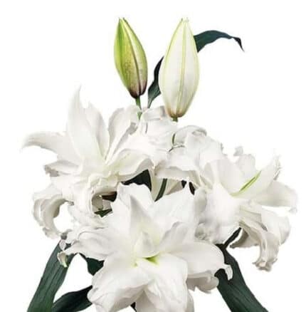 Lily Oriental Ramona holex 2bl
