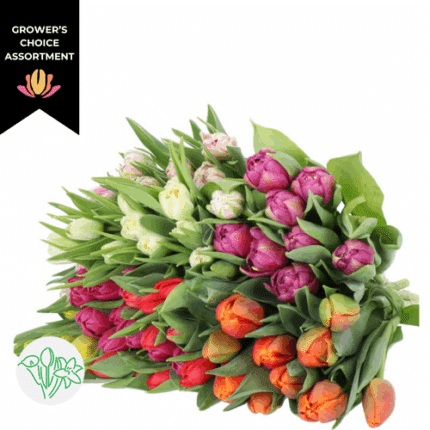 Tulip Dbl Asst(10case)holl