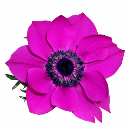 Anemone Fushia rprima