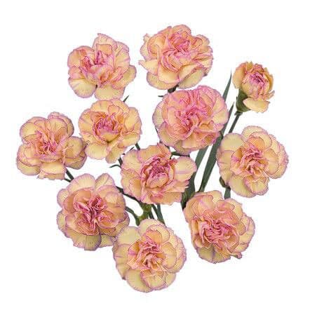 7911c24b-b824-4255-8d33-f472160abf0e.jpg CarnMini Yellow/lav bmark - Image 1