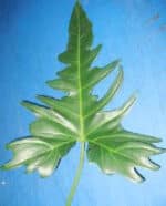 PHILO PU JEEB aximco(10) (gree