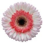 Gerbers popov can (pink white)