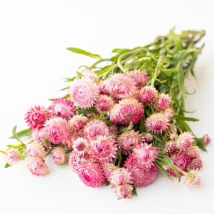 Straw Flowers canada