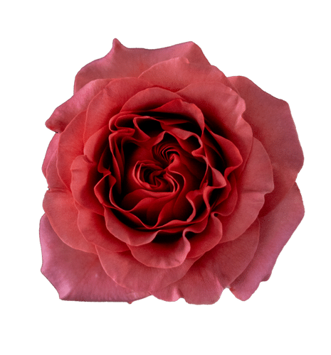 7926c1c2-46b3-4f25-9a77-5c35e2be0172.png Rose Gdn Razzmatazz 50cm(25st) - Image 1