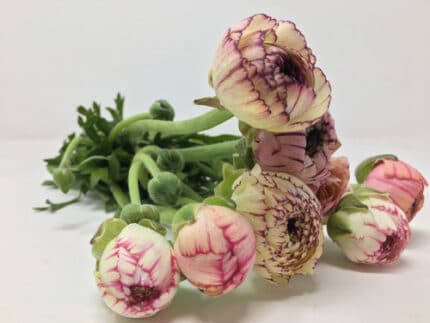 Ranunculus Striato Cream mix