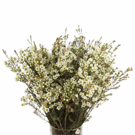Waxflower Beauty Mai flboard