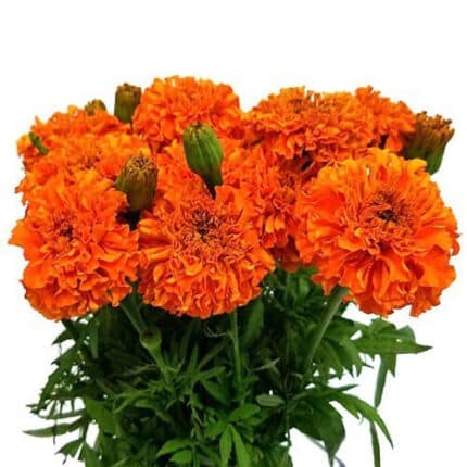 Marigold Orange tutuli