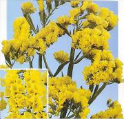 Statice tissue yellow rio