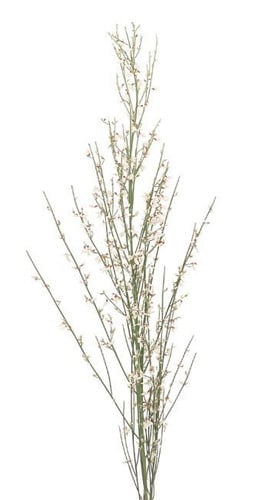 Ginestra White 200gr mellano
