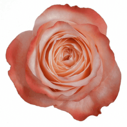 Rose Kahala 60cm sunrite