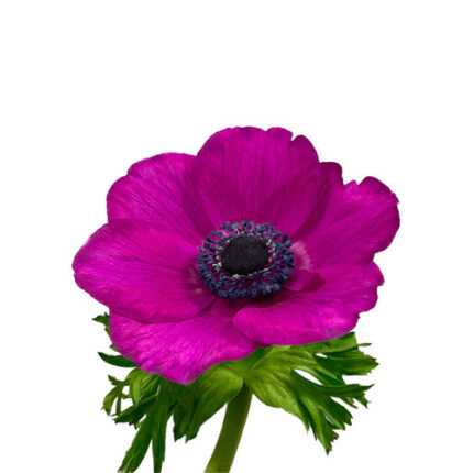Anemonie Hot Pink chile