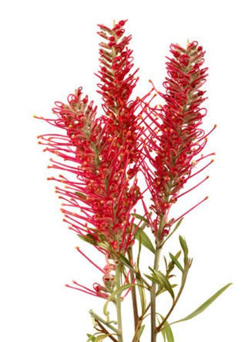 Grevellia Misty Red flboard