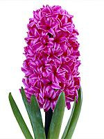 HYACINTH hot pink holl