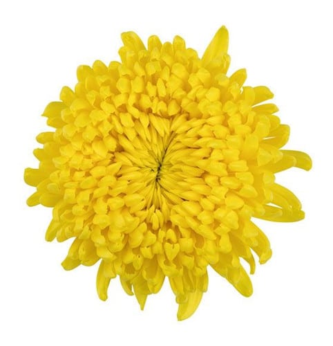 79554f83-eabf-4d37-8408-6ca529049b3b.jpg Mum Disbud Yellow rio - M DIS YELLOW RIO - Image 1