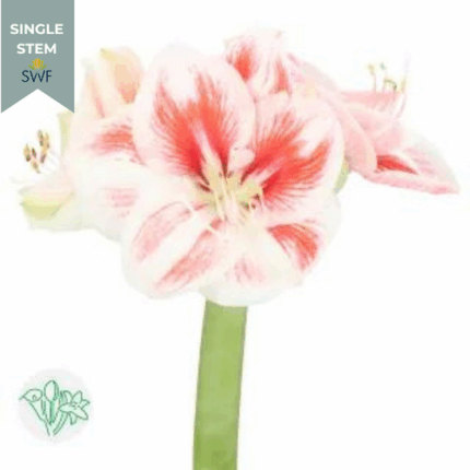 Amaryllis Popov holl(STEM)