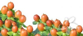 Hypericum happy rom org  rio