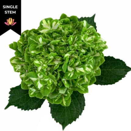 Hydrangea Emerald Green fresca