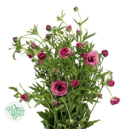 Ranunculus Buttefly Thiva holl