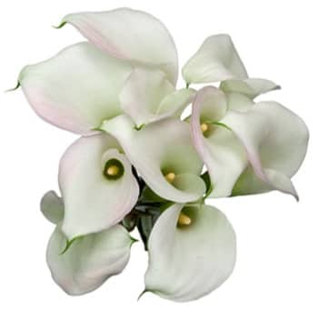Calla Crystal Blush esmeralda