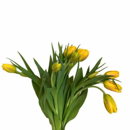 Tulip Dbl Monsella s.v.