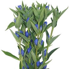 Gentiana Blue chili