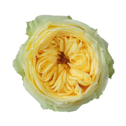 Rose Catalina 40cm rprima