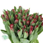 Tulip Burgundy Dbl holl