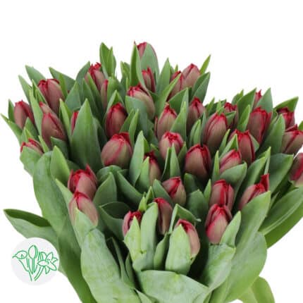 Tulip Burgundy Dbl holl