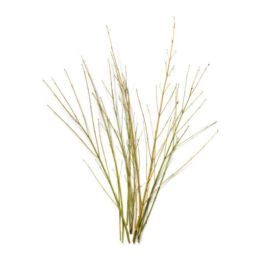 79bf5cb3-1ad4-4def-870e-102f9a194869.jpg Dogwood Yellow seaberry - BR DOG YELLOW SE - Image 1
