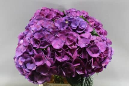 Hydrangea St. Tropez holl purp