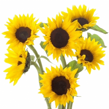 Sunflowers Petite(10case)misty