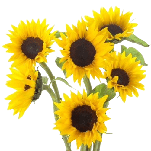 79d6a9ec-e479-408d-ad41-e18dfe559e63.png Sunflowers Petite(10case)misty - Image 1