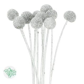 Craspedia Painted Silver