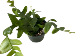 6" Epiphylum Shark Fin